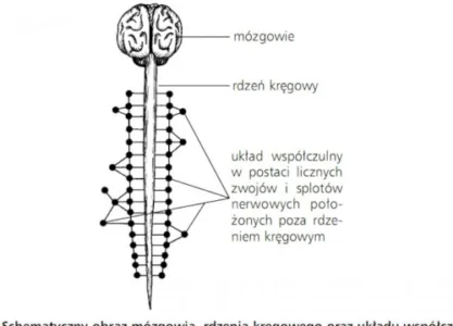 Układ współczulny